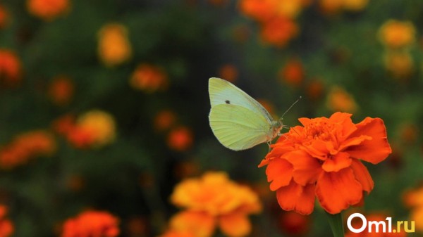Лето возвращается: в Омск после череды ливней придёт жара до +35 Лето возвращается: в Омск после череды ливней придёт жара до +35