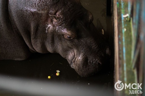 В Большеречье отметят юбилей гиппопотама Кёнига В Большеречье отметят юбилей гиппопотама Кёнига