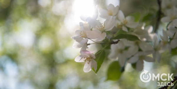 Длинные выходные пройдут в Омске в прохладе и дождях