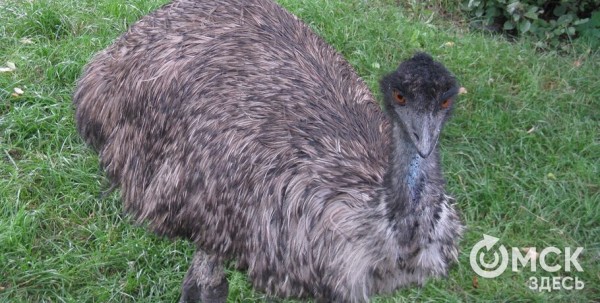 Страусиная ферма под Омском открывается в новом качестве