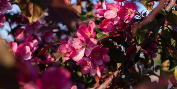 Май, пока! Что вы пропустили за месяц, если не следите за омскими новостями