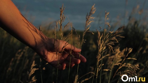 Берегите урожай! Омских садоводов предупредили о заморозках