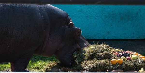 В Большеречье отметят юбилей гиппопотама Кёнига В Большеречье отметят юбилей гиппопотама Кёнига