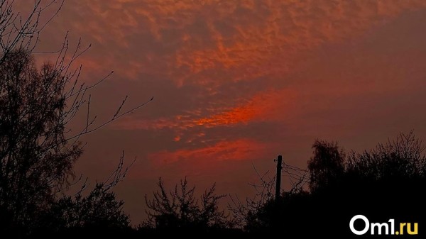 В Омской области прошёл сильный ураган, который вырвал деревья с корнями