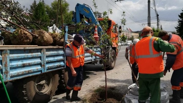 В центре Омска тротуар отделили от дороги живой изгородью