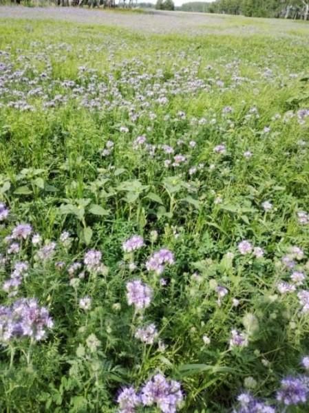 Геннадий Руль: «Конфликт пасечников и фермеров продолжается, но власть не может и не хочет его решать» Геннадий Руль: «Конфликт пасечников и фермеров продолжается, но власть не может и не хочет его решать»