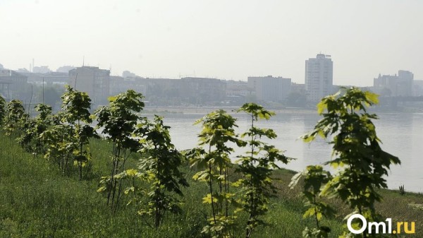 Август в Омске начнётся с туманов и жары до +33