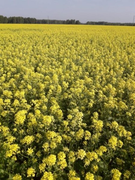 Геннадий Руль: «Конфликт пасечников и фермеров продолжается, но власть не может и не хочет его решать» Геннадий Руль: «Конфликт пасечников и фермеров продолжается, но власть не может и не хочет его решать»