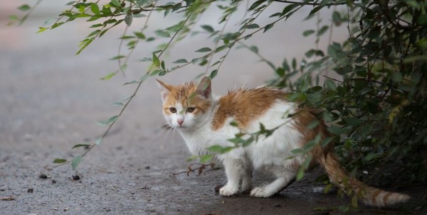 Сломанные светофоры, деревья и потоп. Омск приводят в порядок после ливня