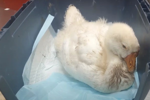 
									В омский приют для собак подбросили гуся 