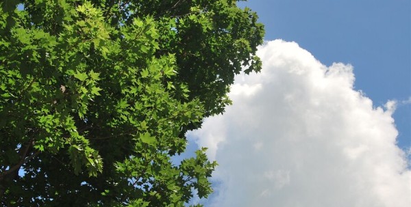 В Омск снова возвращается 30-градусная жара