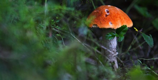 Куда омичам ехать за грибами? Подсказка от пригородных электричек