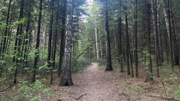 Медвежьи следы нашли рядом с популярным грибным местом в Новосибирской области