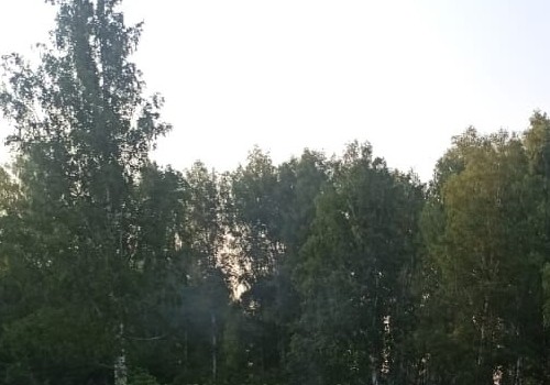 Компания, выкупившая российские заводы IKEA, хочет строить фанерное производство в Омской области