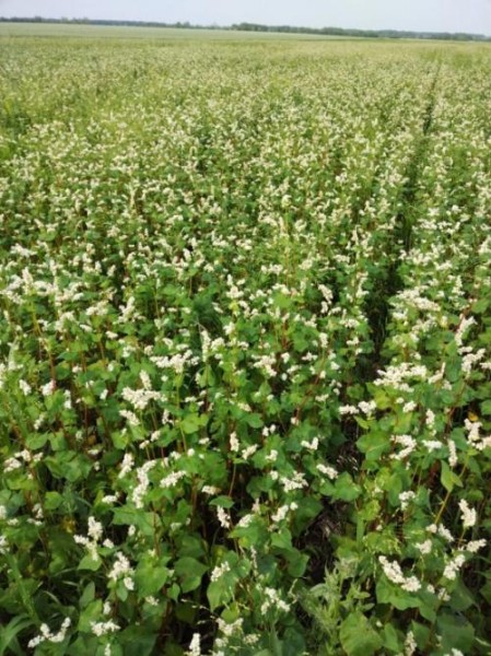 Геннадий Руль: «Конфликт пасечников и фермеров продолжается, но власть не может и не хочет его решать» Геннадий Руль: «Конфликт пасечников и фермеров продолжается, но власть не может и не хочет его решать»