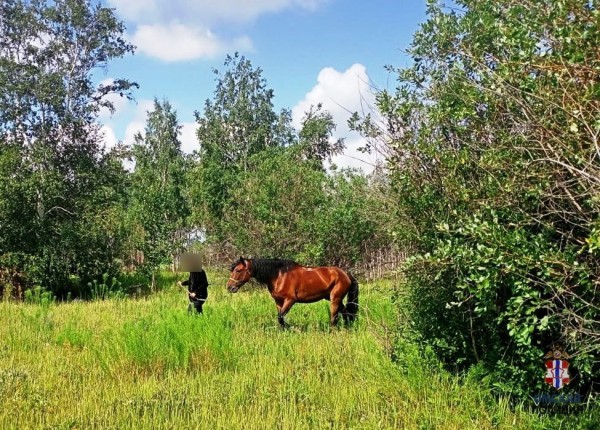 
									Житель Омской области специально приехал в деревню, чтобы украсть коня   [ФОТО]  