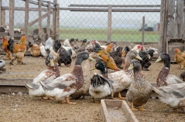 
									За год в России подешевели говядина и молоко, но подорожало мясо птицы 