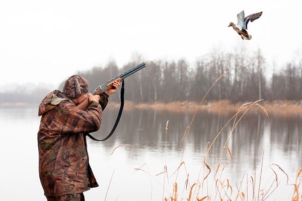 
									Омским охотникам разрешили отстреливать больше глухарей и куропаток 