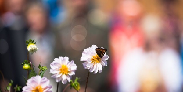 К концу недели в Омск вернётся лето К концу недели в Омск вернётся лето
