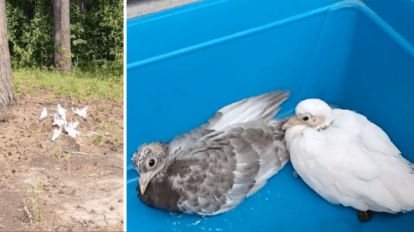 Новосибирцы нашли хозяев брошенным у железной дороги голубям