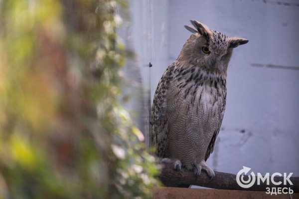 Он, она или два в одном: животные, у которых трудно определить пол Он, она или два в одном: животные, у которых трудно определить пол