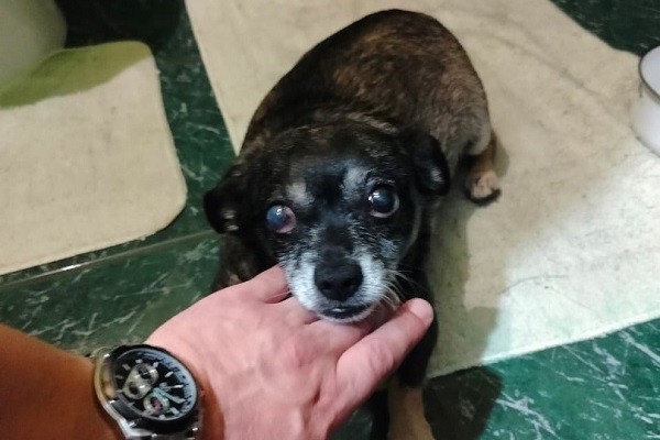 
									На убийцу собаки в Омске завели уголовное дело 