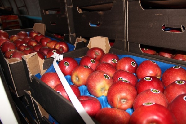 В «Магните» будут продавать только российские яблоки
В «Магните» будут продавать только российские яблоки