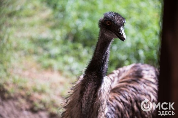 Он, она или два в одном: животные, у которых трудно определить пол Он, она или два в одном: животные, у которых трудно определить пол