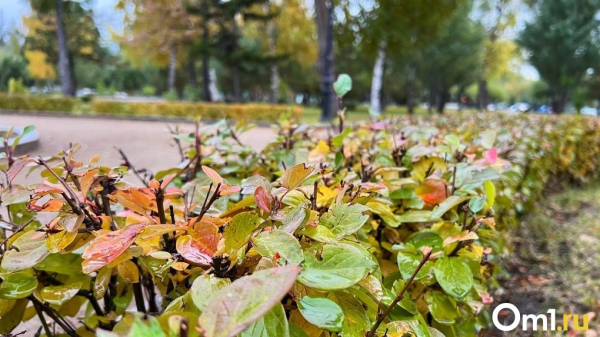 Туманно, сыро и зябко: после жары в Омскую область придёт похолодание до +5