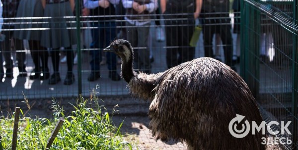 Он, она или два в одном: животные, у которых трудно определить пол Он, она или два в одном: животные, у которых трудно определить пол