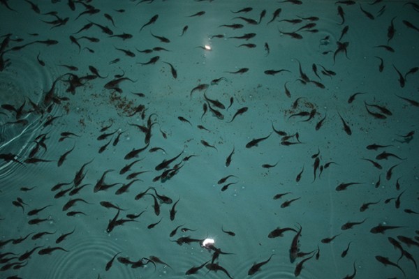 
									Омский водоканал выпустил в Обь сотни тысяч мальков нельмы 