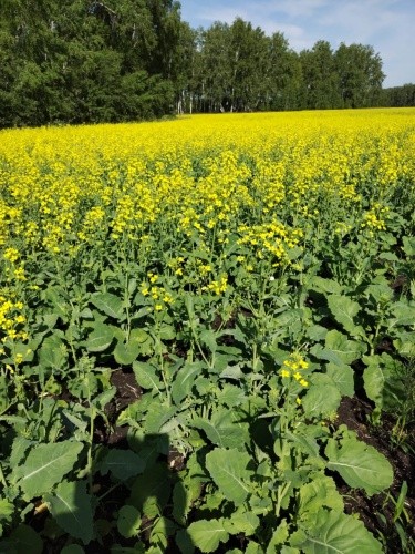 Администрация Калачинска оперативно отреагировала на статью БК55 про бизнес-халяву Администрация Калачинска оперативно отреагировала на статью БК55 про бизнес-халяву