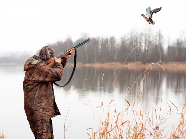 
									В Омской области разрешат отстреливать гусей и уток 