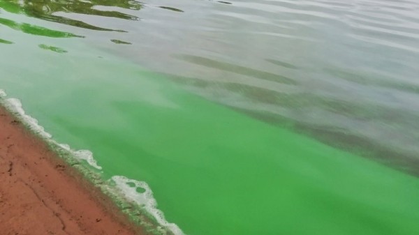 Иртыш в Омске окрасился в ярко-зелёный цвет