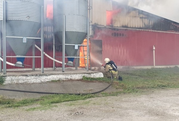 
									При пожаре на ферме в Омской области погибло 4 тысячи животных  