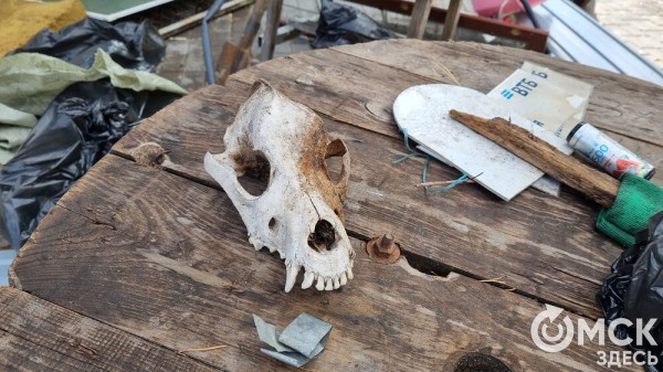 Лампа Аладдина, матрас туриста и череп собаки. Участники "Чистых игр" провели раскопки в парках Омска Лампа Аладдина, матрас туриста и череп собаки. Участники "Чистых игр" провели раскопки в парках Омска