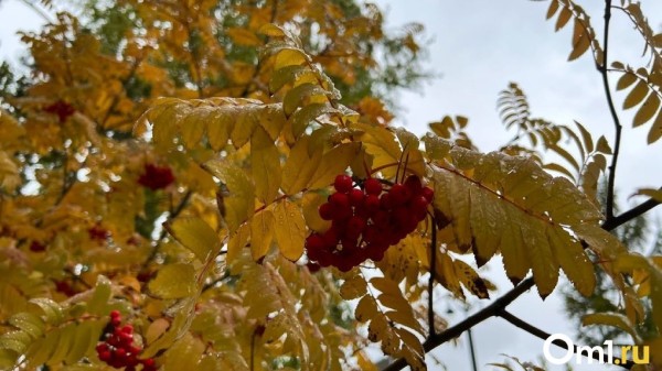 Неделя в Омске начнётся с кратковременных дождей