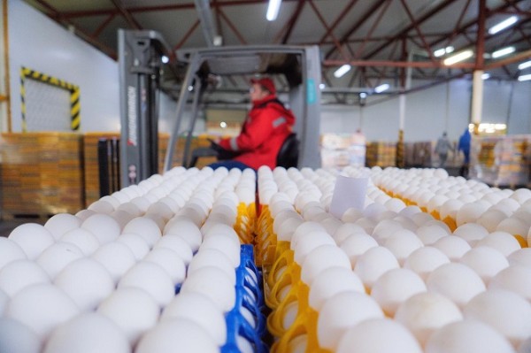 
									Омские куры стали нести меньше яиц 