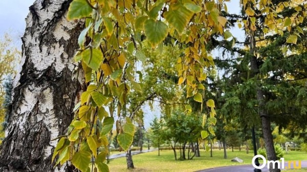 В ночь по Омской области ударят заморозки до -5