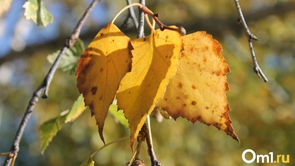 В Омск вернётся бабье лето: дата
