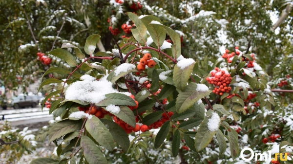 Опубликована дата первого снегопада в Омске Опубликована дата первого снегопада в Омске