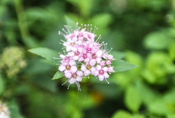 
									Омичей зовут ощутить аромат, замедляющий старение 
