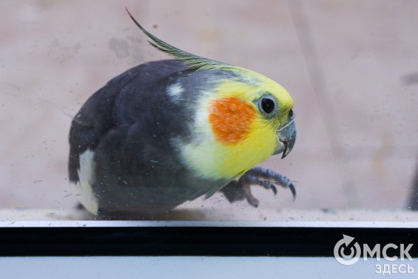 Печальнее, чем у Шекспира: пара чёрных лебедей из Омска потеряла птенца