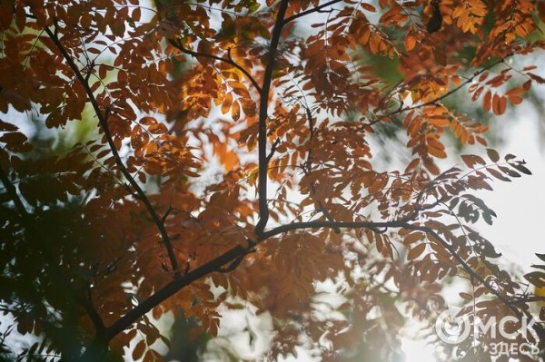 Начало октября в Омске оказалось самым тёплым с 1900 года