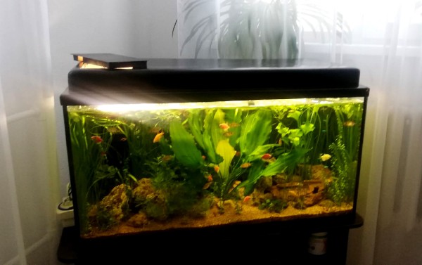 
									Прокуратура выяснит, почему пиранья откусила палец ребенку из Кормиловки 