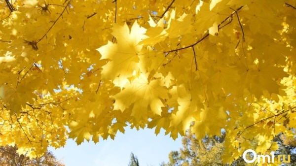 Осталась неделя: погода готовит омичам сюрприз Осталась неделя: погода готовит омичам сюрприз