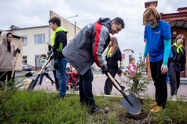
									В «Омской крепости» формируют зеленую изгородь из сибирской ели 