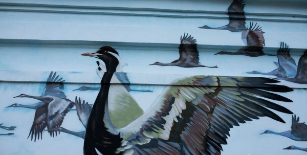 Краснокнижные птицы, как утерянные чувства. Обсуждаем пернатый стрит-арт