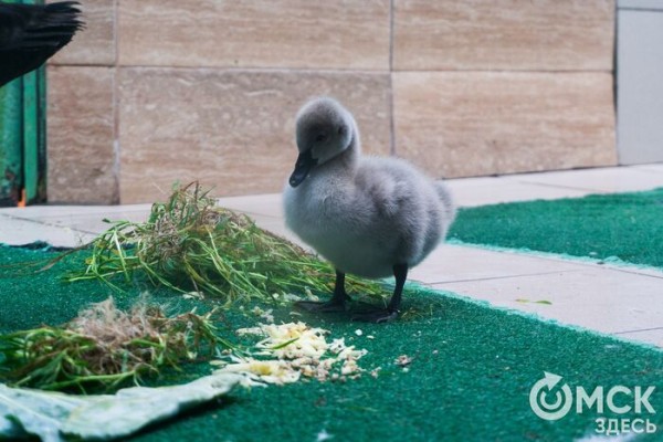 Печальнее, чем у Шекспира: пара чёрных лебедей из Омска потеряла птенца