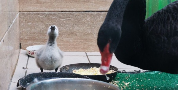 Печальнее, чем у Шекспира: пара чёрных лебедей из Омска потеряла птенца